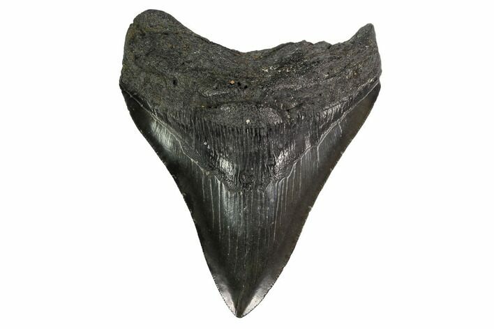 Serrated, Fossil Megalodon Tooth - Georgia #145446